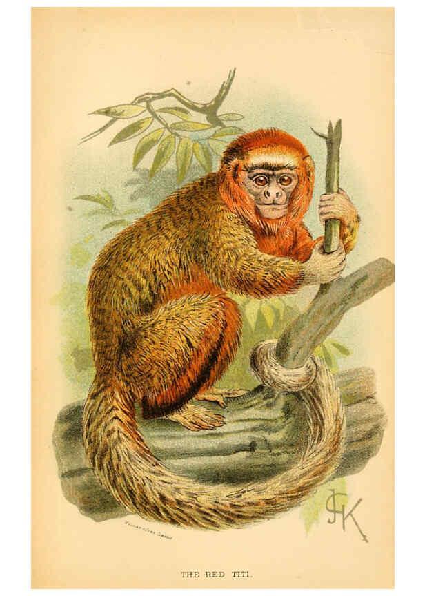 Reproducción/Reproduction 6029124974: A hand-book to the primates. v.1 London :W.H. Allen & Co., Ltd.,1894