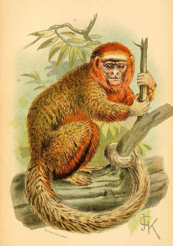 Reproducción/Reproduction 6029124974: A hand-book to the primates. v.1 London :W.H. Allen & Co., Ltd.,1894