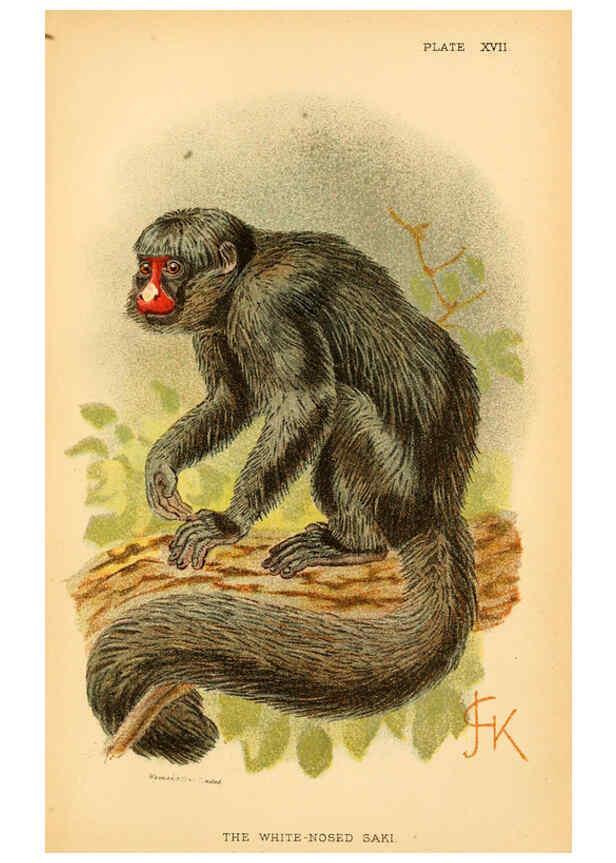 Reproducción/Reproduction 6028573359: A hand-book to the primates. v.1 London :W.H. Allen & Co., Ltd.,1894