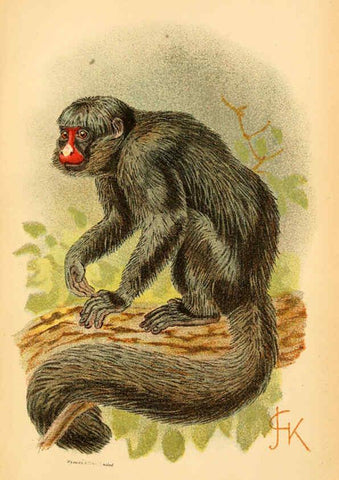 Reproducción/Reproduction 6028573359: A hand-book to the primates. v.1 London :W.H. Allen & Co., Ltd.,1894