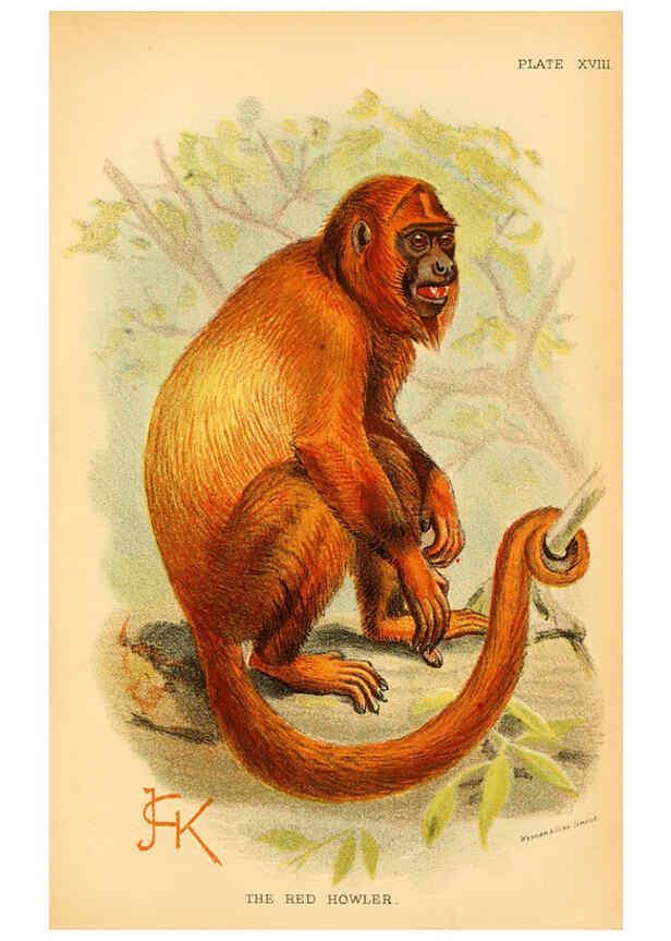 Reproducción/Reproduction 6028573673: A hand-book to the primates. v.1 London :W.H. Allen & Co., Ltd.,1894