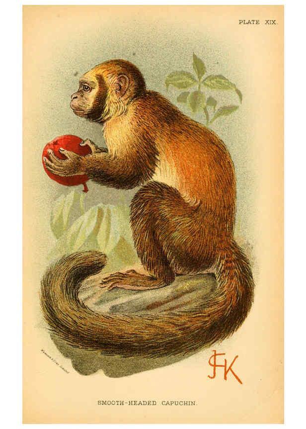 Reproducción/Reproduction 6029126526: A hand-book to the primates. v.1 London :W.H. Allen & Co., Ltd.,1894