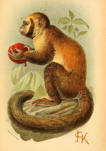 Reproducción/Reproduction 6029126526: A hand-book to the primates. v.1 London :W.H. Allen & Co., Ltd.,1894