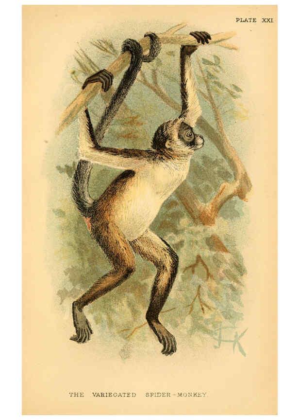 Reproducción/Reproduction 6029126948: A hand-book to the primates. v.1 London :W.H. Allen & Co., Ltd.,1894