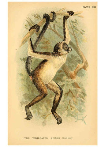 Reproducción/Reproduction 6029126948: A hand-book to the primates. v.1 London :W.H. Allen & Co., Ltd.,1894