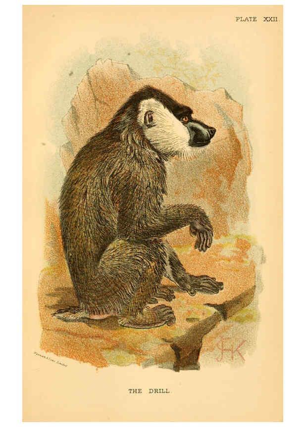 Reproducción/Reproduction 6029127392: A hand-book to the primates. v.1 London :W.H. Allen & Co., Ltd.,1894