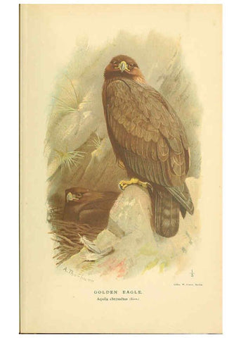 Reproducción/Reproduction 6028609879: Coloured figures of the birds of the British Islands. v.1 London :R. H. Porter,1885-1897