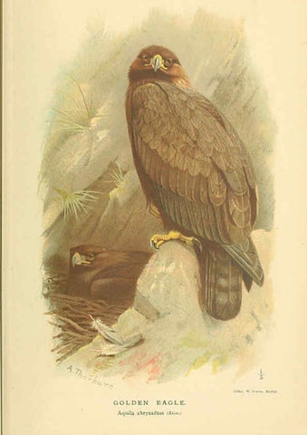Reproducción/Reproduction 6028609879: Coloured figures of the birds of the British Islands. v.1 London :R. H. Porter,1885-1897