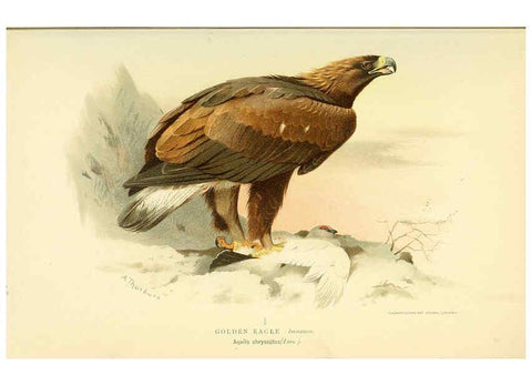 Reproducción/Reproduction 6029162426: Coloured figures of the birds of the British Islands. v.1 London :R. H. Porter,1885-1897