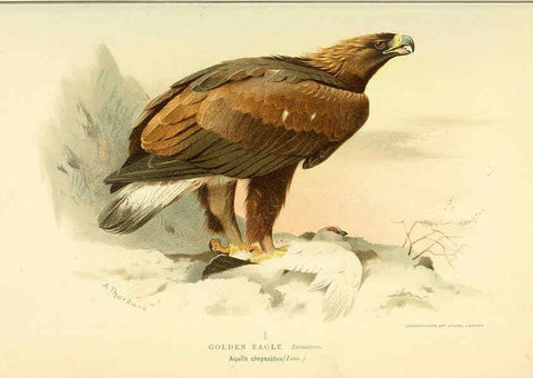 Reproducción/Reproduction 6029162426: Coloured figures of the birds of the British Islands. v.1 London :R. H. Porter,1885-1897