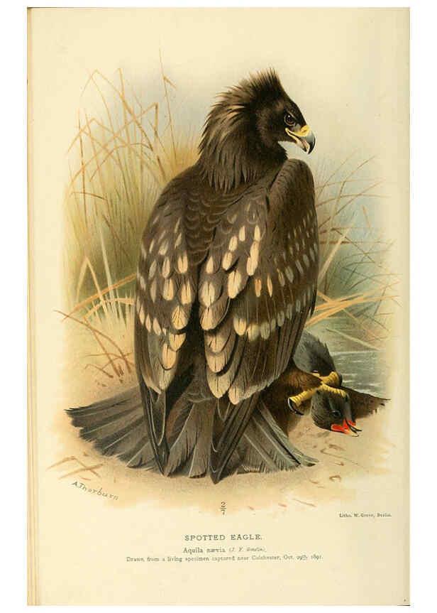 Reproducción/Reproduction 6028610295: Coloured figures of the birds of the British Islands. v.1 London :R. H. Porter,1885-1897