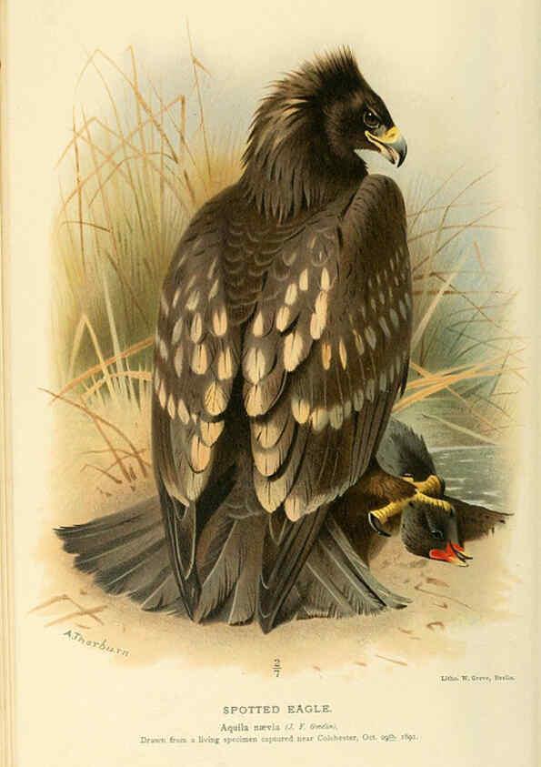 Reproducción/Reproduction 6028610295: Coloured figures of the birds of the British Islands. v.1 London :R. H. Porter,1885-1897