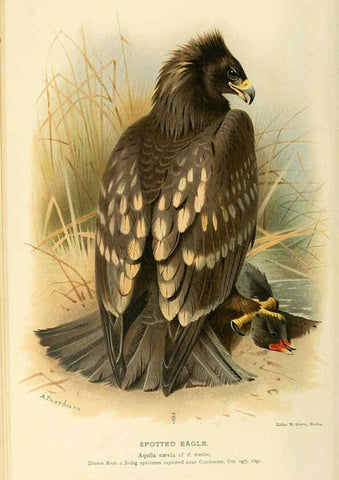 Reproducción/Reproduction 6028610295: Coloured figures of the birds of the British Islands. v.1 London :R. H. Porter,1885-1897