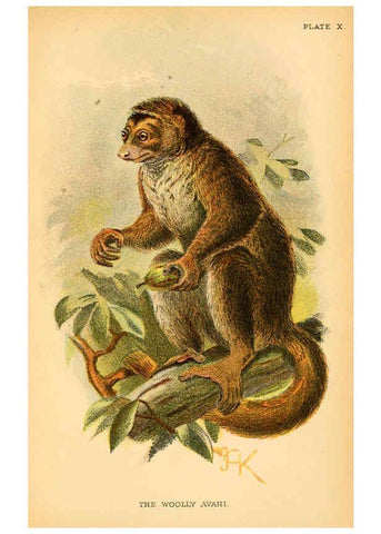 Reproducción/Reproduction 6029123822: A hand-book to the primates. v.1 London :W.H. Allen & Co., Ltd.,1894