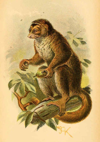 Reproducción/Reproduction 6029123822: A hand-book to the primates. v.1 London :W.H. Allen & Co., Ltd.,1894
