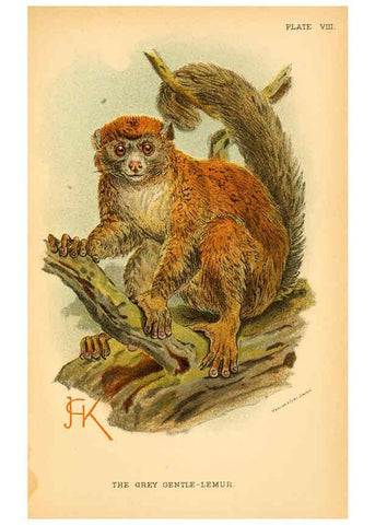 Reproducción/Reproduction 6028570657: A hand-book to the primates. v.1 London :W.H. Allen & Co., Ltd.,1894