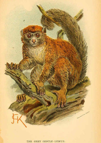 Reproducción/Reproduction 6028570657: A hand-book to the primates. v.1 London :W.H. Allen & Co., Ltd.,1894