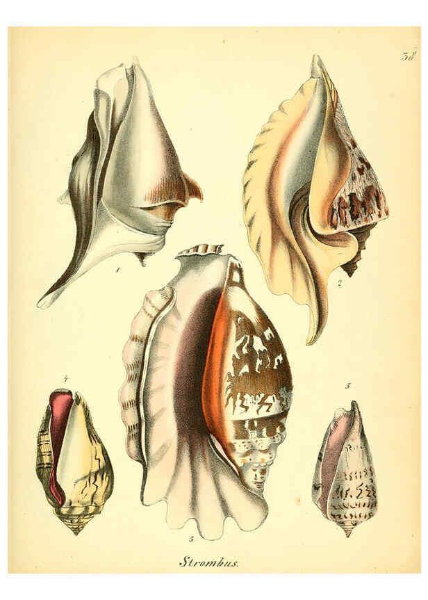 Reproducción/Reproduction 6028537221: Conchylienbuch, oder, Allgemeine und besondere Naturgeschichte der Muscheln und Schnecken Stuttgart :Verlag von Krais & Hoffmann,1855