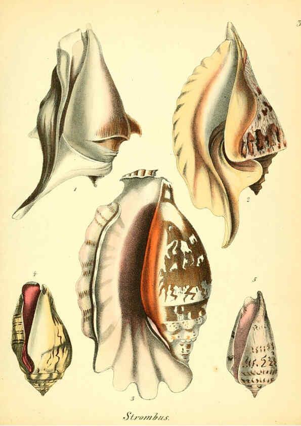Reproducción/Reproduction 6028537221: Conchylienbuch, oder, Allgemeine und besondere Naturgeschichte der Muscheln und Schnecken Stuttgart :Verlag von Krais & Hoffmann,1855