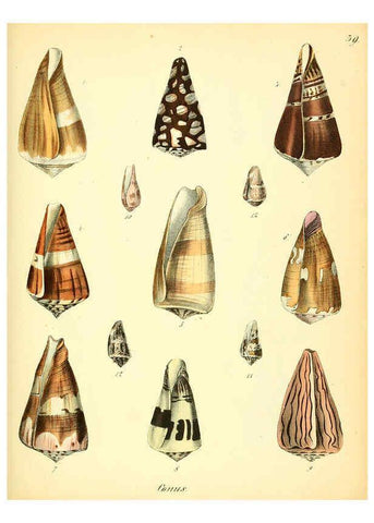 Reproducción/Reproduction 6029090002: Conchylienbuch, oder, Allgemeine und besondere Naturgeschichte der Muscheln und Schnecken Stuttgart :Verlag von Krais & Hoffmann,1855