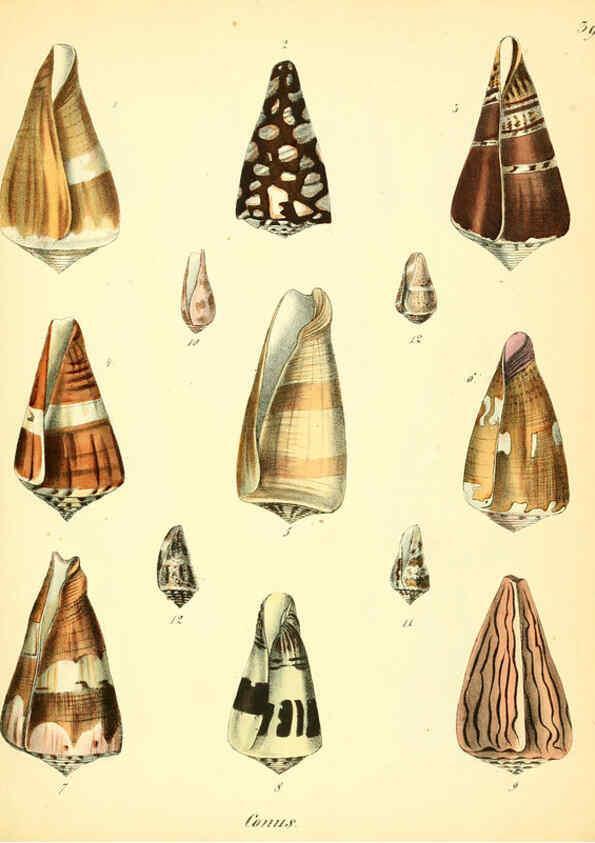 Reproducción/Reproduction 6029090002: Conchylienbuch, oder, Allgemeine und besondere Naturgeschichte der Muscheln und Schnecken Stuttgart :Verlag von Krais & Hoffmann,1855