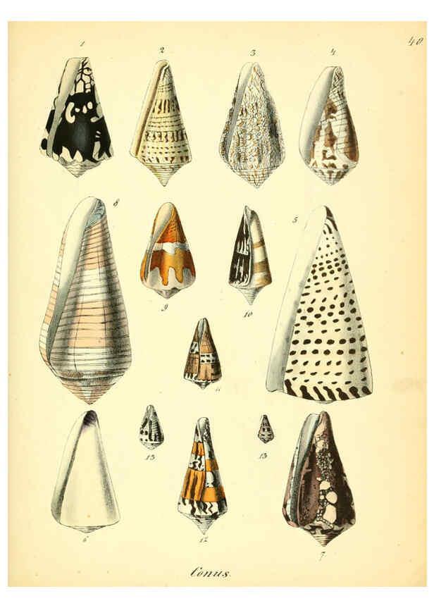Reproducción/Reproduction 6028537551: Conchylienbuch, oder, Allgemeine und besondere Naturgeschichte der Muscheln und Schnecken Stuttgart :Verlag von Krais & Hoffmann,1855