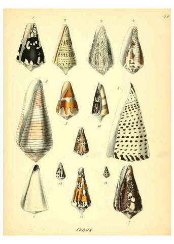 Reproducción/Reproduction 6028537551: Conchylienbuch, oder, Allgemeine und besondere Naturgeschichte der Muscheln und Schnecken Stuttgart :Verlag von Krais & Hoffmann,1855