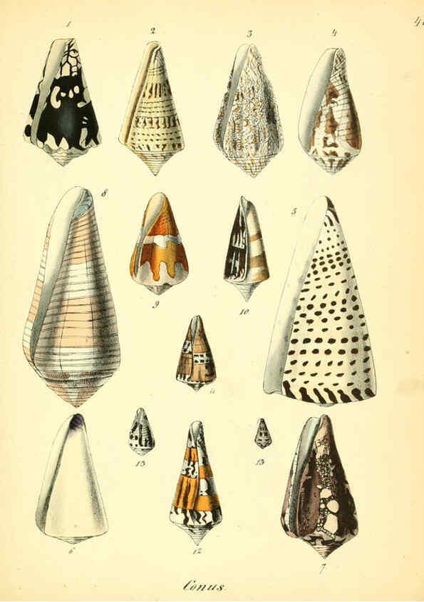 Reproducción/Reproduction 6028537551: Conchylienbuch, oder, Allgemeine und besondere Naturgeschichte der Muscheln und Schnecken Stuttgart :Verlag von Krais & Hoffmann,1855