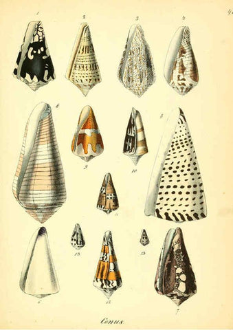 Reproducción/Reproduction 6028537551: Conchylienbuch, oder, Allgemeine und besondere Naturgeschichte der Muscheln und Schnecken Stuttgart :Verlag von Krais & Hoffmann,1855