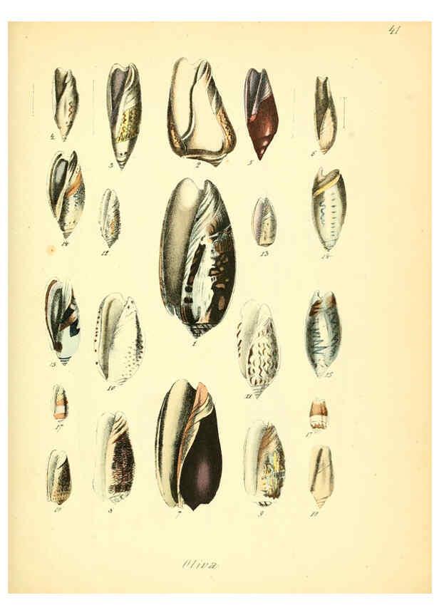 Reproducción/Reproduction 6028537811: Conchylienbuch, oder, Allgemeine und besondere Naturgeschichte der Muscheln und Schnecken Stuttgart :Verlag von Krais & Hoffmann,1855