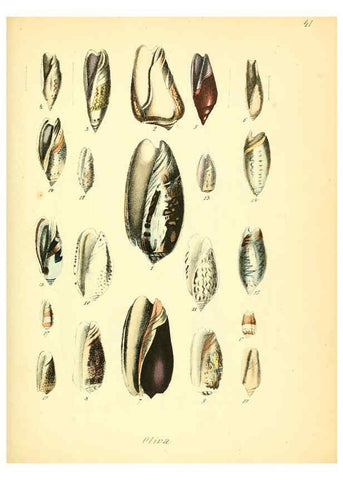 Reproducción/Reproduction 6028537811: Conchylienbuch, oder, Allgemeine und besondere Naturgeschichte der Muscheln und Schnecken Stuttgart :Verlag von Krais & Hoffmann,1855