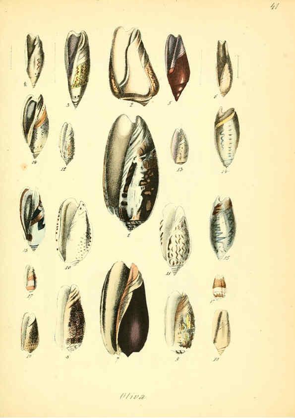 Reproducción/Reproduction 6028537811: Conchylienbuch, oder, Allgemeine und besondere Naturgeschichte der Muscheln und Schnecken Stuttgart :Verlag von Krais & Hoffmann,1855