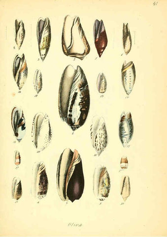 Reproducción/Reproduction 6028537811: Conchylienbuch, oder, Allgemeine und besondere Naturgeschichte der Muscheln und Schnecken Stuttgart :Verlag von Krais & Hoffmann,1855