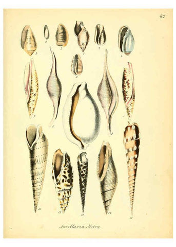 Reproducción/Reproduction 6028537967: Conchylienbuch, oder, Allgemeine und besondere Naturgeschichte der Muscheln und Schnecken Stuttgart :Verlag von Krais & Hoffmann,1855