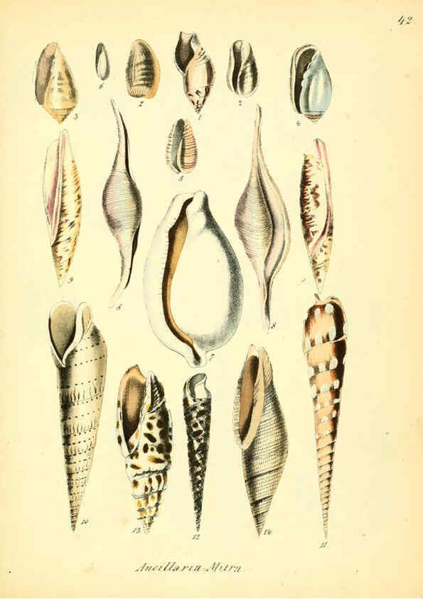 Reproducción/Reproduction 6028537967: Conchylienbuch, oder, Allgemeine und besondere Naturgeschichte der Muscheln und Schnecken Stuttgart :Verlag von Krais & Hoffmann,1855