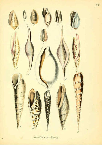 Reproducción/Reproduction 6028537967: Conchylienbuch, oder, Allgemeine und besondere Naturgeschichte der Muscheln und Schnecken Stuttgart :Verlag von Krais & Hoffmann,1855