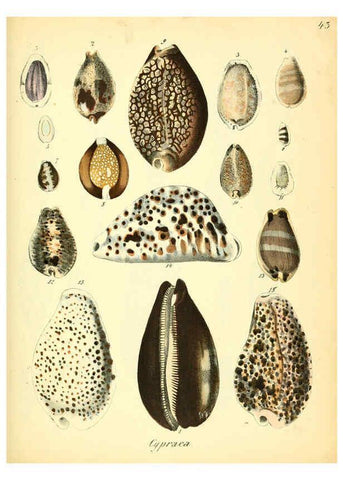 Reproducción/Reproduction 6028538135: Conchylienbuch, oder, Allgemeine und besondere Naturgeschichte der Muscheln und Schnecken Stuttgart :Verlag von Krais & Hoffmann,1855