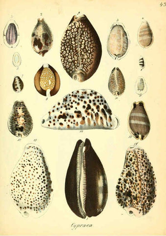 Reproducción/Reproduction 6028538135: Conchylienbuch, oder, Allgemeine und besondere Naturgeschichte der Muscheln und Schnecken Stuttgart :Verlag von Krais & Hoffmann,1855