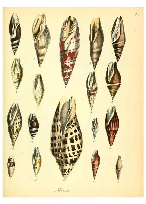 Reproducción/Reproduction 6029090954: Conchylienbuch, oder, Allgemeine und besondere Naturgeschichte der Muscheln und Schnecken Stuttgart :Verlag von Krais & Hoffmann,1855