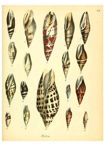 Reproducción/Reproduction 6029090954: Conchylienbuch, oder, Allgemeine und besondere Naturgeschichte der Muscheln und Schnecken Stuttgart :Verlag von Krais & Hoffmann,1855