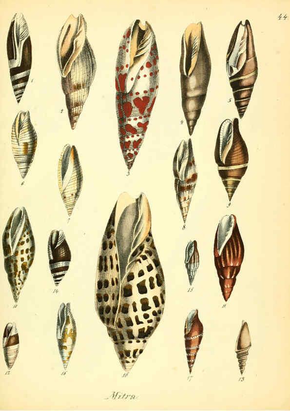 Reproducción/Reproduction 6029090954: Conchylienbuch, oder, Allgemeine und besondere Naturgeschichte der Muscheln und Schnecken Stuttgart :Verlag von Krais & Hoffmann,1855