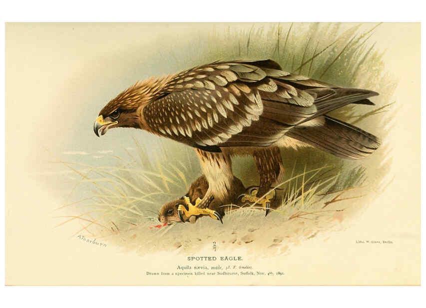 Reproducción/Reproduction 6028610563: Coloured figures of the birds of the British Islands. v.1 London :R. H. Porter,1885-1897