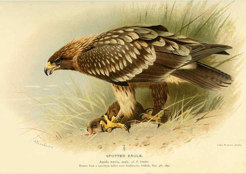 Reproducción/Reproduction 6028610563: Coloured figures of the birds of the British Islands. v.1 London :R. H. Porter,1885-1897