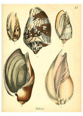 Reproducción/Reproduction 6028538495: Conchylienbuch, oder, Allgemeine und besondere Naturgeschichte der Muscheln und Schnecken Stuttgart :Verlag von Krais & Hoffmann,1855