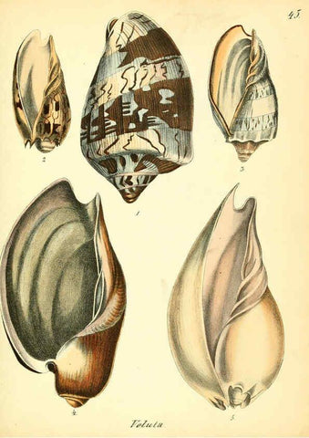 Reproducción/Reproduction 6028538495: Conchylienbuch, oder, Allgemeine und besondere Naturgeschichte der Muscheln und Schnecken Stuttgart :Verlag von Krais & Hoffmann,1855