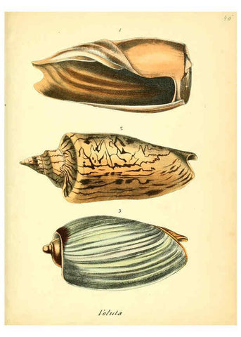 Reproducción/Reproduction 6029091448: Conchylienbuch, oder, Allgemeine und besondere Naturgeschichte der Muscheln und Schnecken Stuttgart :Verlag von Krais & Hoffmann,1855