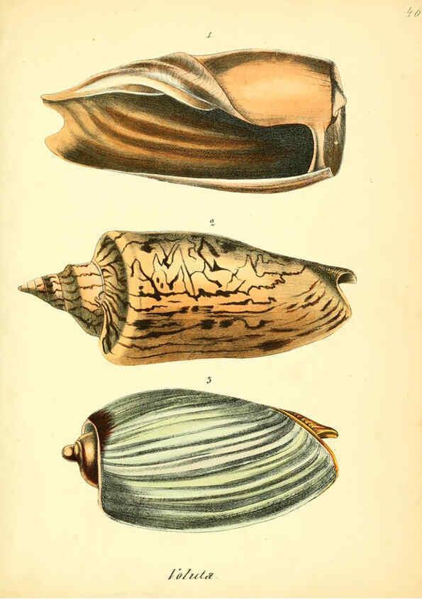 Reproducción/Reproduction 6029091448: Conchylienbuch, oder, Allgemeine und besondere Naturgeschichte der Muscheln und Schnecken Stuttgart :Verlag von Krais & Hoffmann,1855