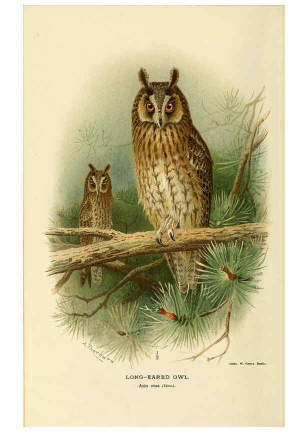 Reproducción/Reproduction 6028620827: Coloured figures of the birds of the British Islands. v.1 London :R. H. Porter,1885-1897