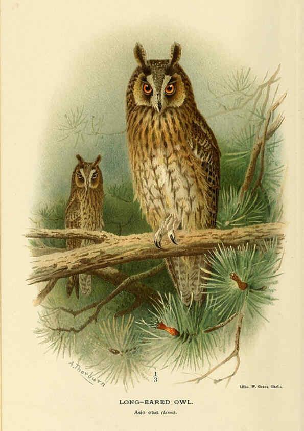 Reproducción/Reproduction 6028620827: Coloured figures of the birds of the British Islands. v.1 London :R. H. Porter,1885-1897