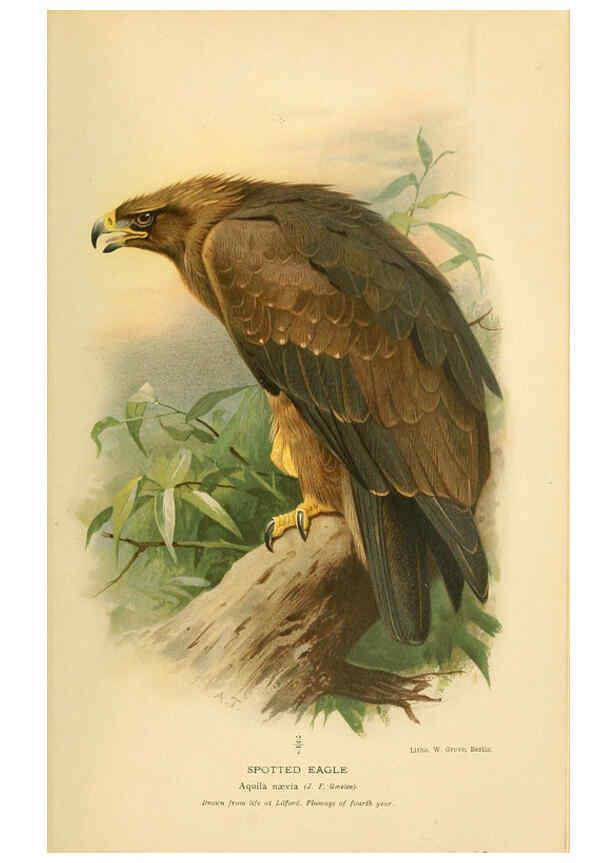 Reproducción/Reproduction 6028610755: Coloured figures of the birds of the British Islands. v.1 London :R. H. Porter,1885-1897